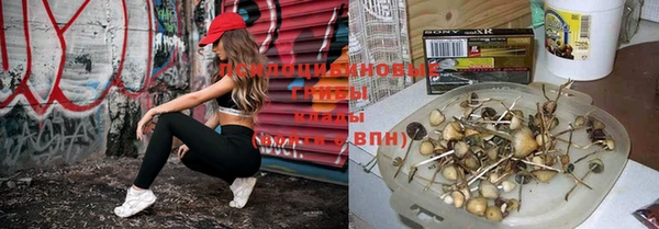 стафф Аркадак